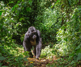 chimp walking in mountain path